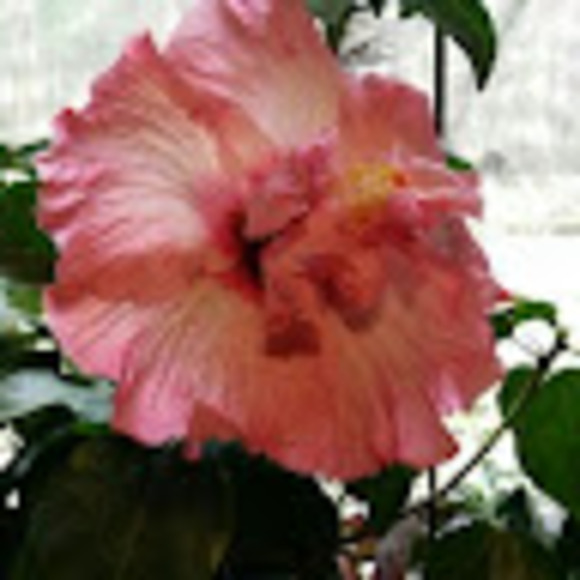 kateann25